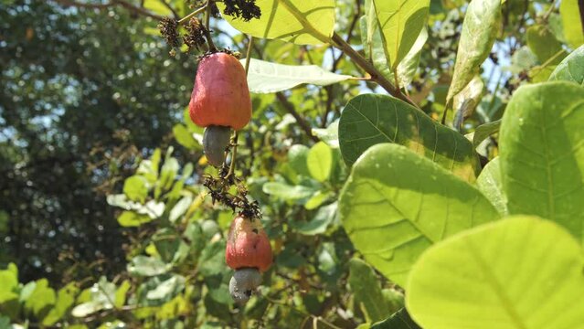 cashew nut tree kenya