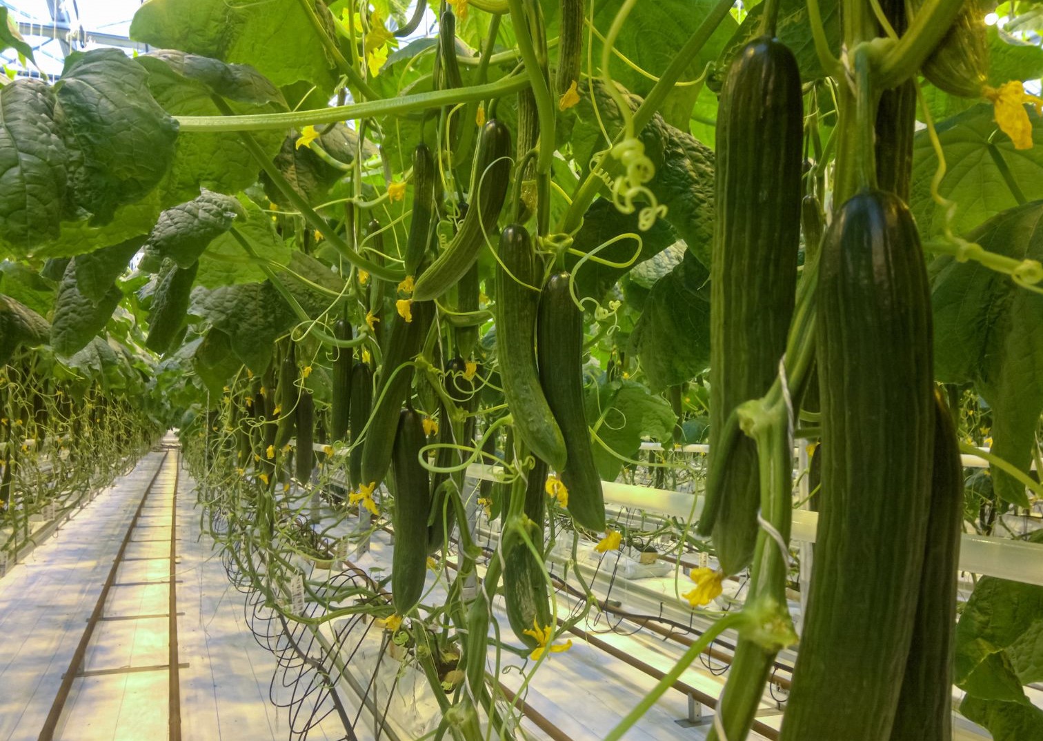 cucumber farm