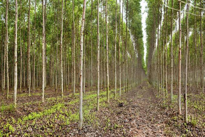 eucalyptus farm kenya