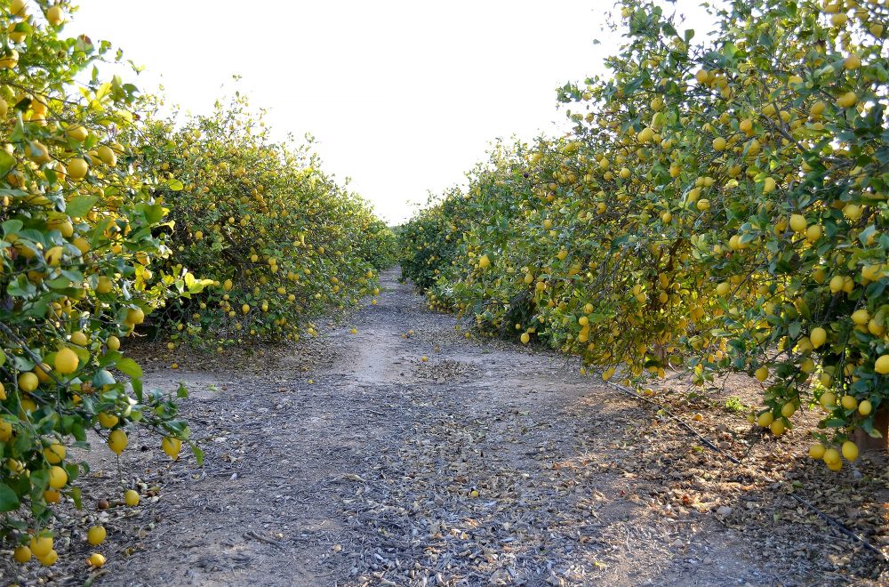 The Ultimate Guide to Lemon Farming in Kenya: All You Need to Know ...