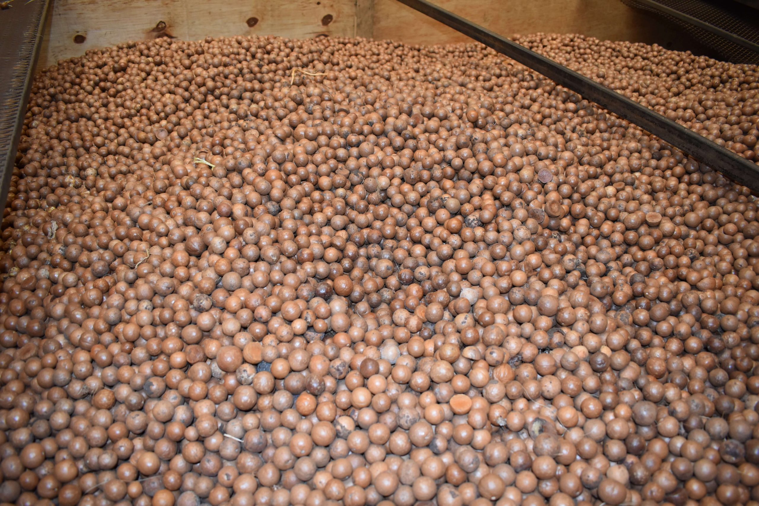 macadamia export kenya