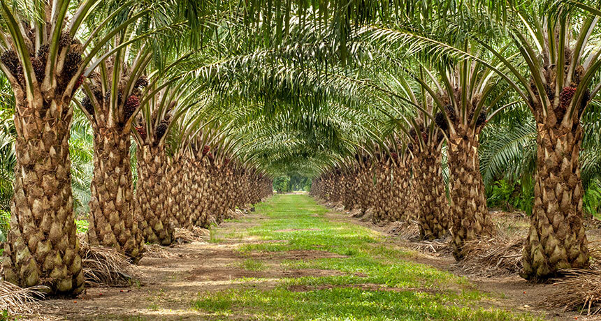 oil palm tree farm