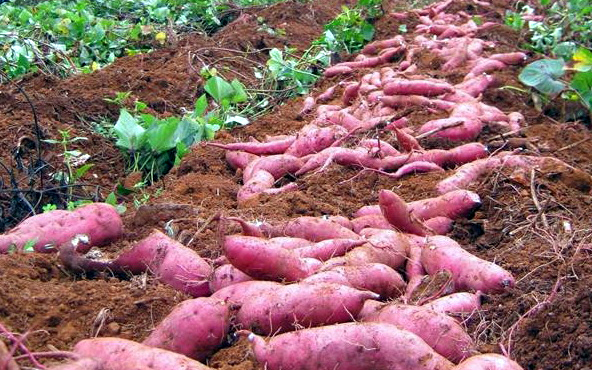 sweet potato farm