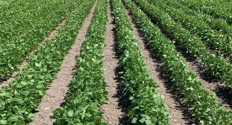 french beans farm