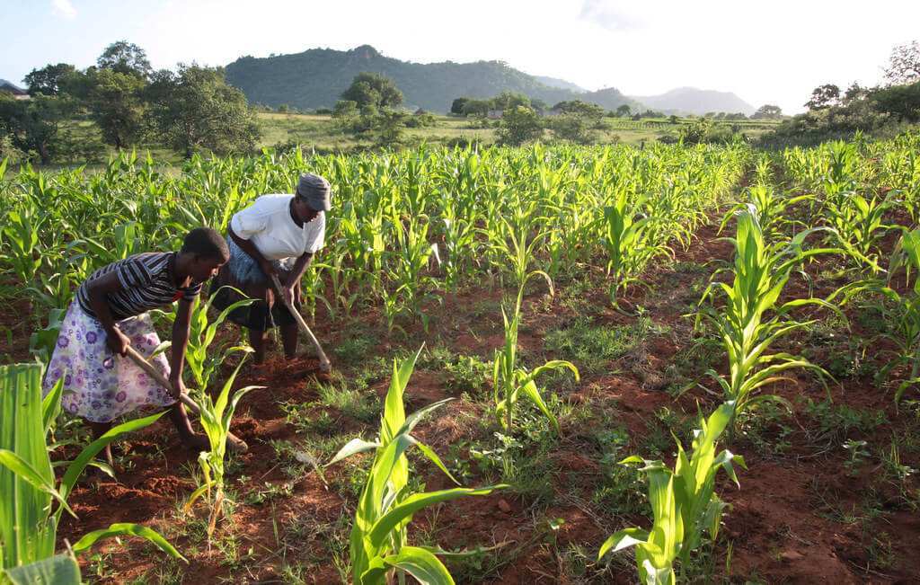 maize farm