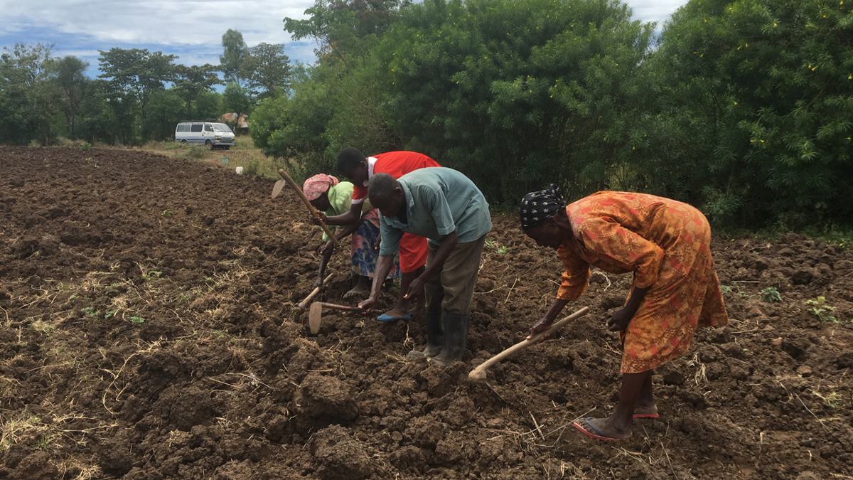 Farmers preparing a field for planting in Kenya