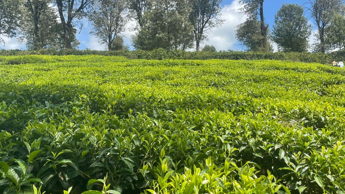 Agriculture PS puts four tea factories on notice over farmer returns