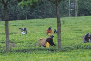 IFC takes Sh1.94bn slice of Quickmart’s Sh15bn IPO as anchor buyer