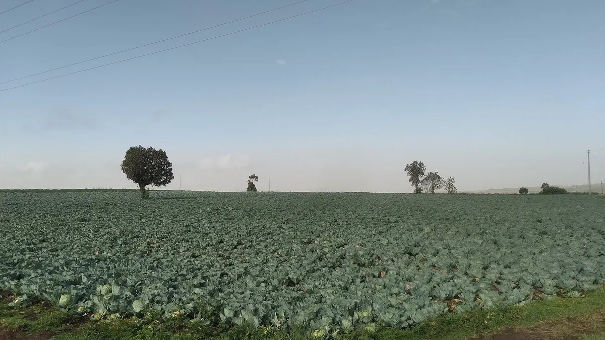 Cabbage farm in Narok, Kenya: illustrating hydroponic farming companies in kenya