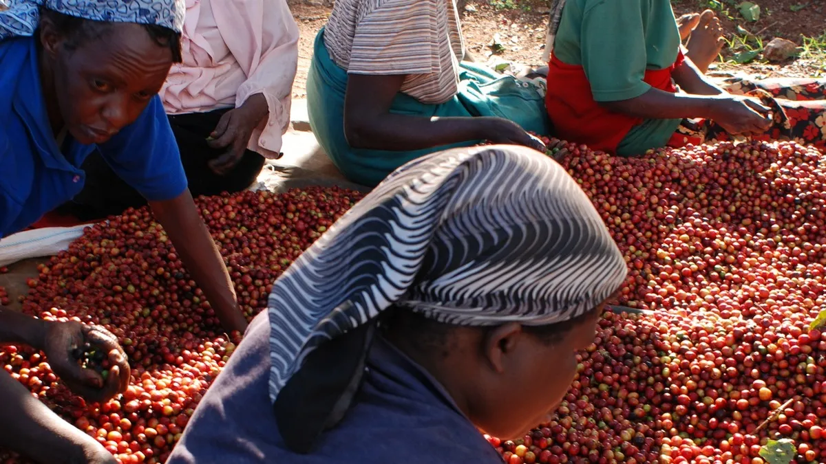 Kenyan farmers sorting coffee cherries: hydroponic farming companies in kenya