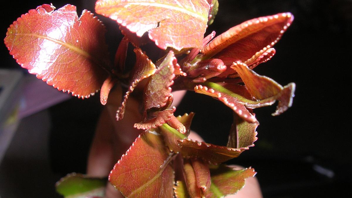 Fresh khat (miraa) leaves