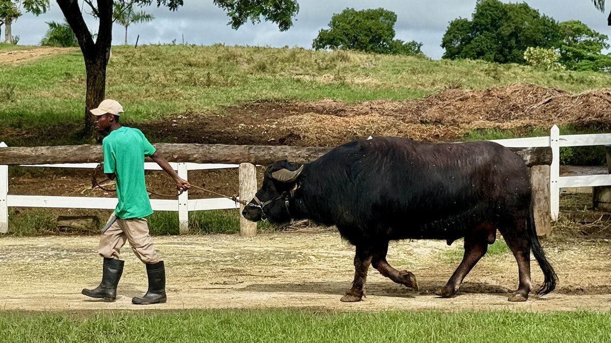 Kenya plans Murrah water buffalo imports from India to ease milk shortage