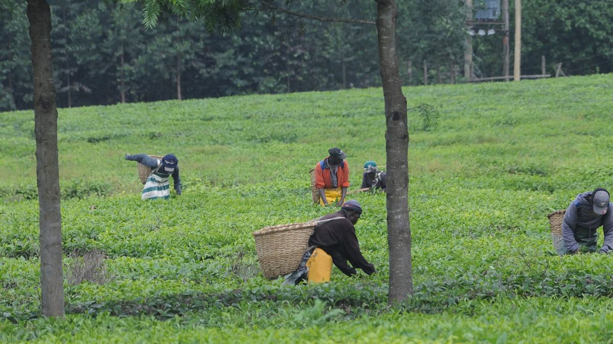 Tea pickers working on a plantation near Kericho, Kenya