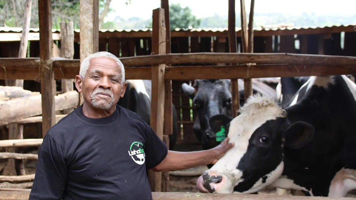 Smallholder dairy farmer with his cows in Kenya – Milk shortage hits Kenyan shelves as formal deliveries drop 3.7% on drought
