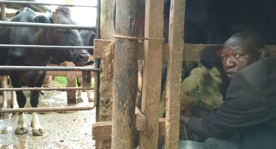 Milk at Sh85 a litre: why shelves are thin and when it may ease
