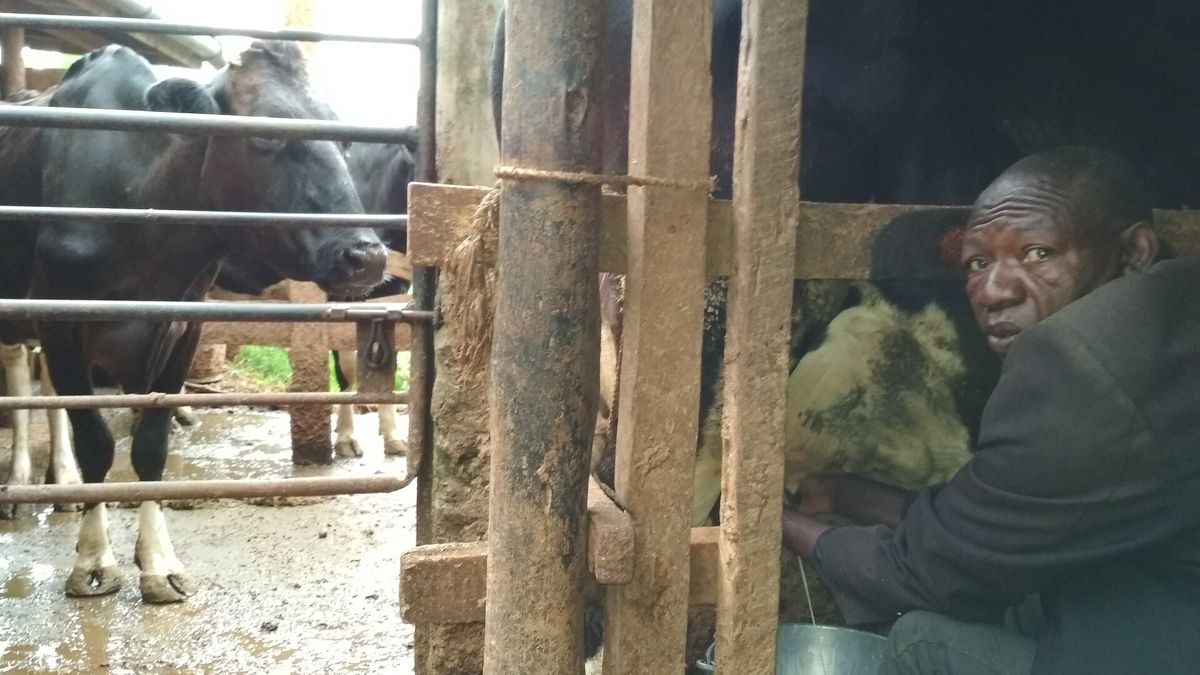 Milk at Sh85 a litre: why shelves are thin and when it may ease