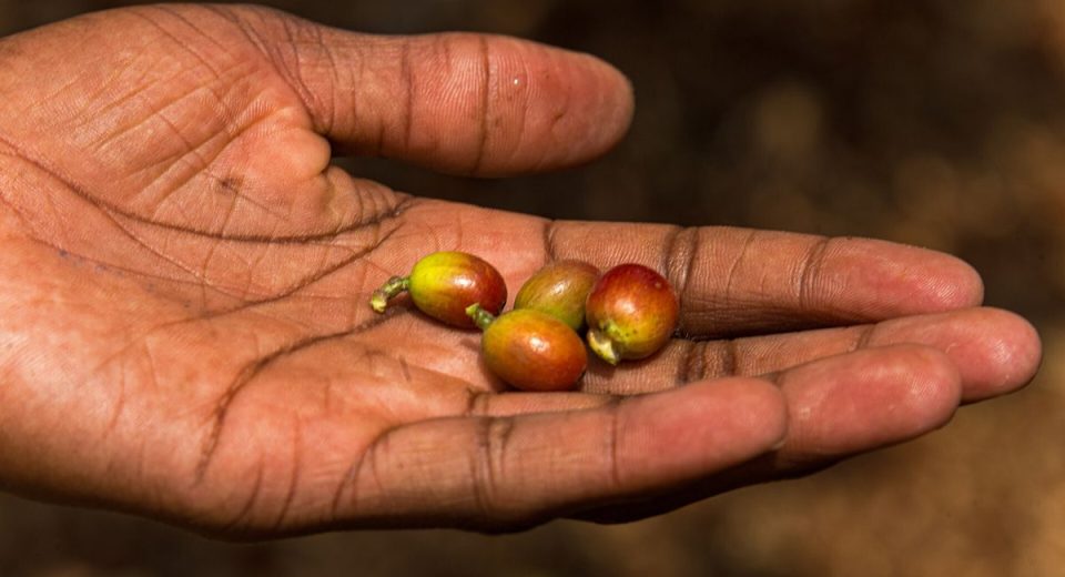 Coffee auction opens season with Sh801m sale as AA grade tops $338