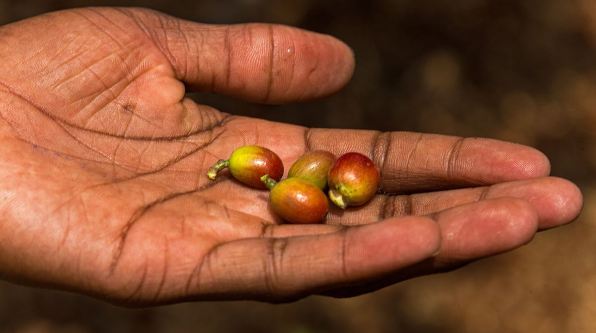 Coffee auction opens season with Sh801m sale as AA grade tops $338