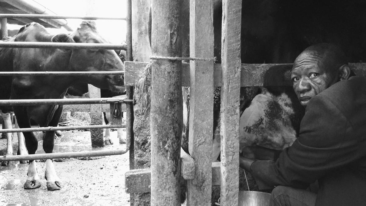 A dairy farmer milking a cow in Murang'a County