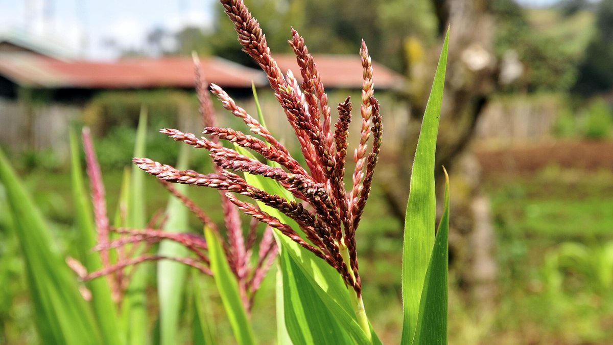 Tasselled maize plants on a farm on the slopes of Mount Kenya