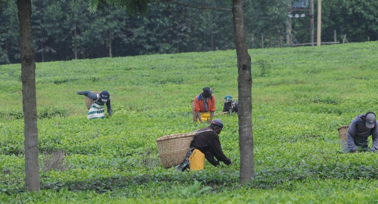 Tea pickers working on a green tea estate near Kericho, Kenya