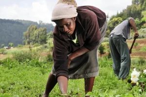 Ruto promises to clear about KSh400m owed to New KCC milk farmers this month