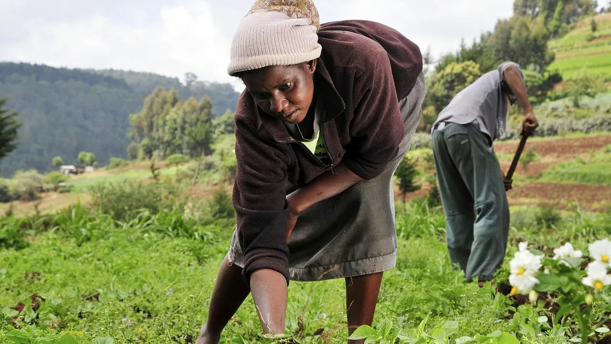 Woman farmer tending crops in Kenya: Victory Farms Branches in Kenya 2026: All 88 Locations, Phone Numbers and Hours